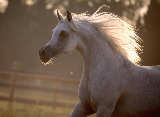 best arabian horse in the world