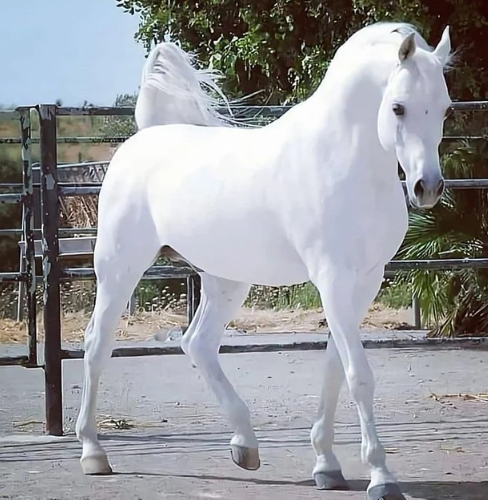 beautiful white arabian horse