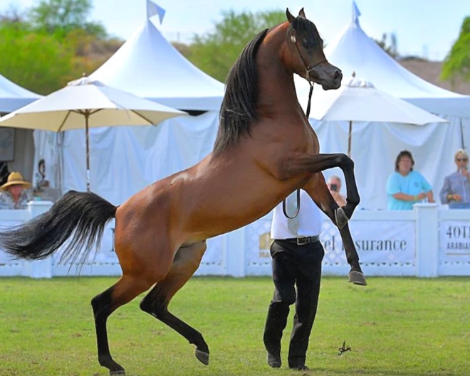 big arabian horse