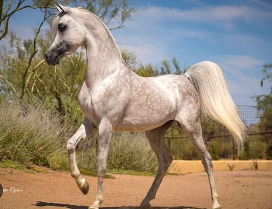 beautiful arabian horse