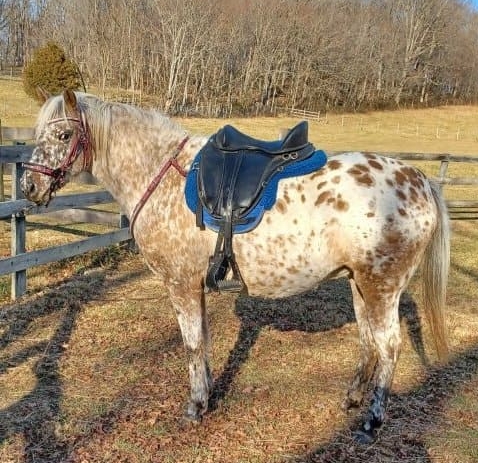 best saddle for an arabian horse