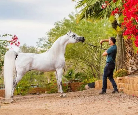 berlin mp arabian horse