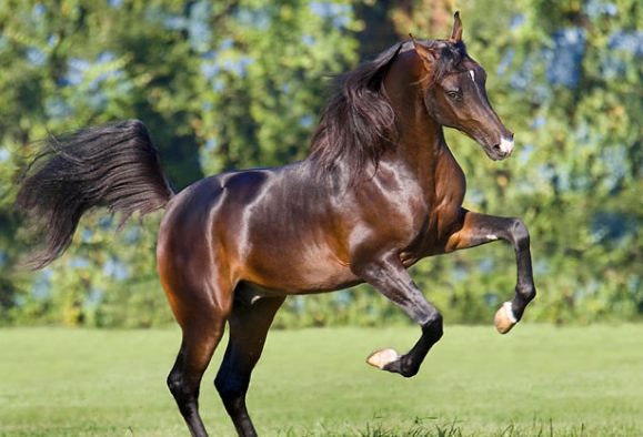 bay arabian stallion