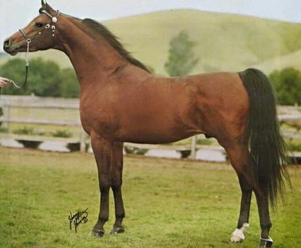 bey shah arabian stallion