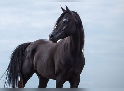 black arabian stallion for sale