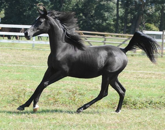 black arabian mare for sale