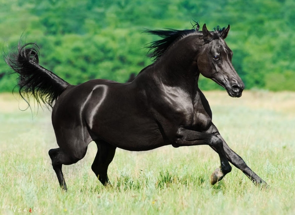 black arabian mare