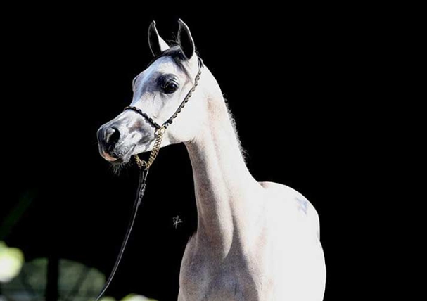 bk latif arabian stallion