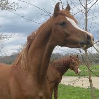 belesemo arabians for sale