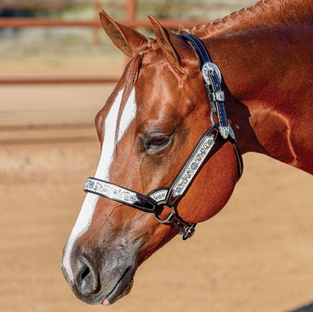 billy royal arabian show halter