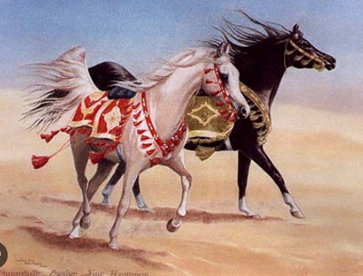 bedouin arabian horse