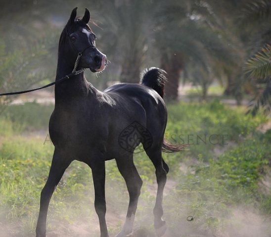 black diamond arabians