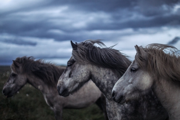 blue arabian horse price