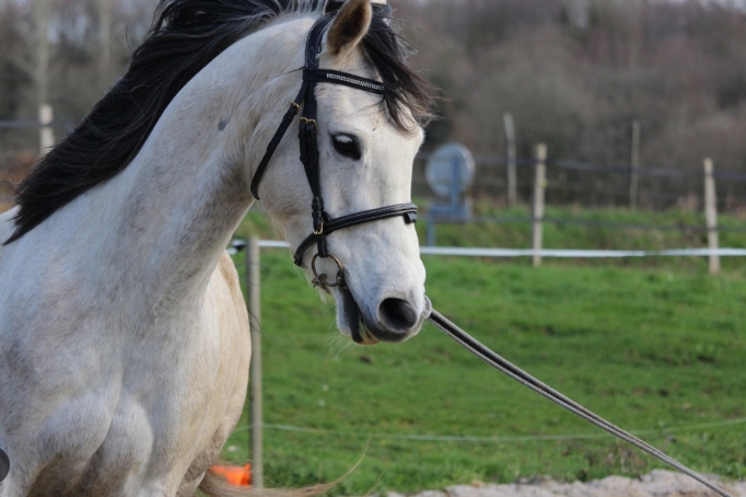 best bridle for arabian horse