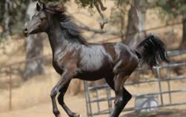 black tie arabians