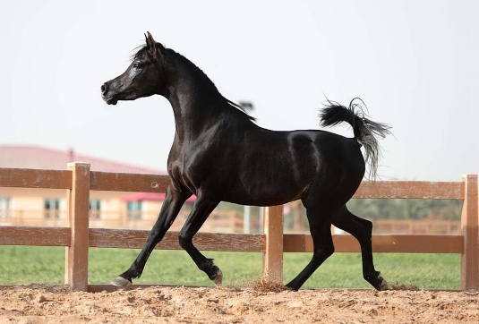 black arabian horse cost