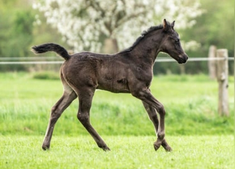 black arabian gelding for sale