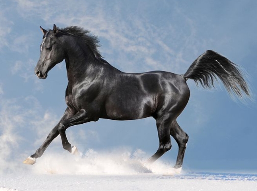 black arabian horse running