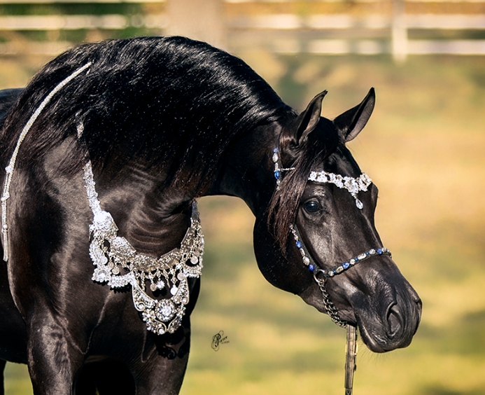 black arabian for sale