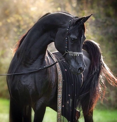 black arabians