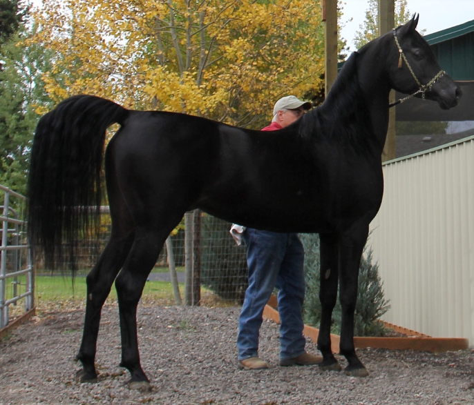 black arabian foal