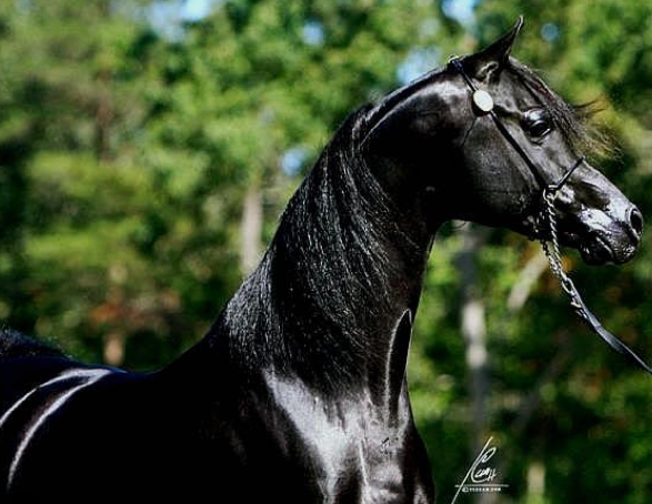 black arabian stud