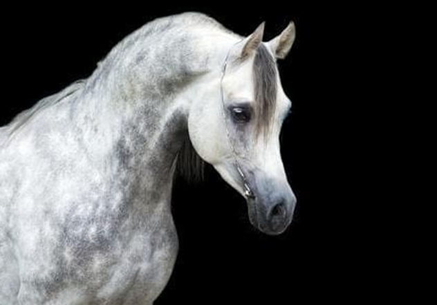 black and white arabian horse