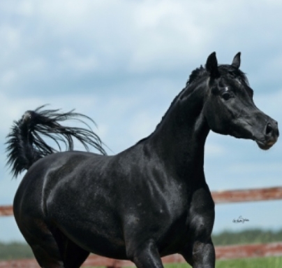 black arabian horses for sale near me