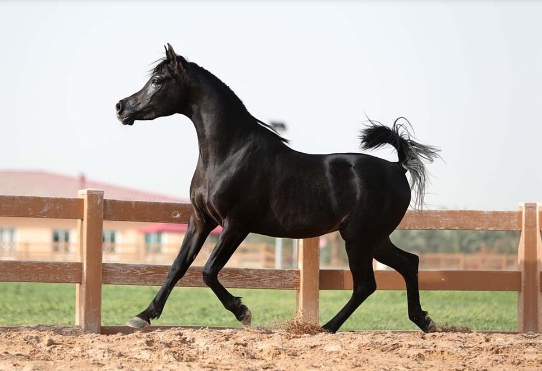 black straight egyptian stallion