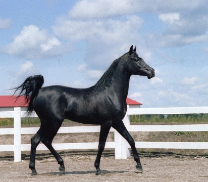 black stallion black arabian horse