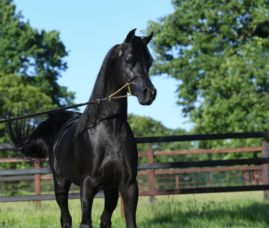 black stallion arabian horse