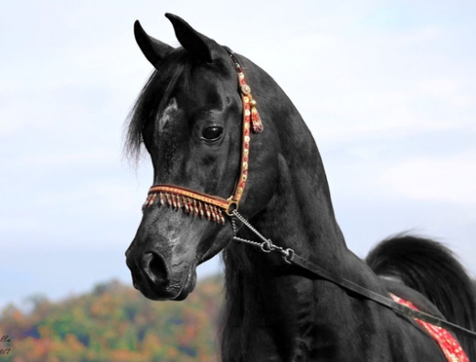 black egyptian arabian stallion