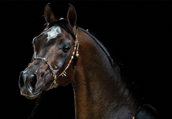 black egyptian arabian horse