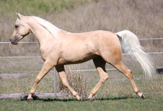 arabian palomino