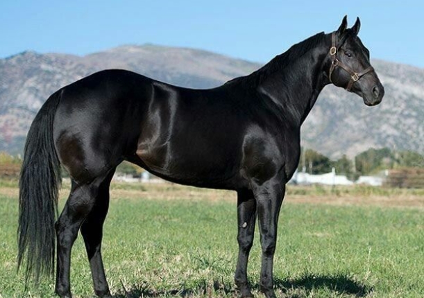 All Black Quarter Horse