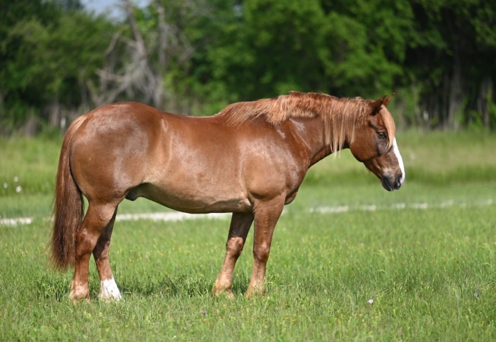 belgian quarter horse