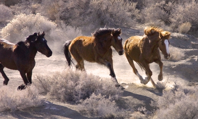 wild mustang rescue