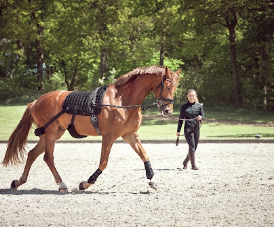 catago equestrian